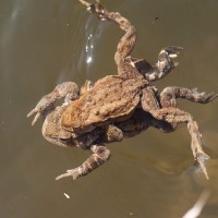 frogs-4