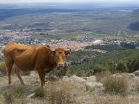 The Cow and the Escorial – La Vacca sobre el Escorial