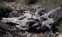 Dead Wood – Madera Muerta