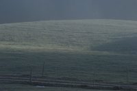 Wiesenmorgen