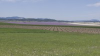 Agriculture with some Landscape – Agricultura con algo Campiña