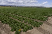 Agriculture with some Landscape 2 – Agricultura con algo Campiña 2