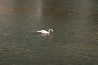 Schwanenfluss
